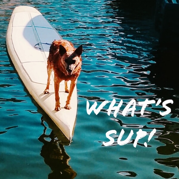 Stand Up Paddle Boarding